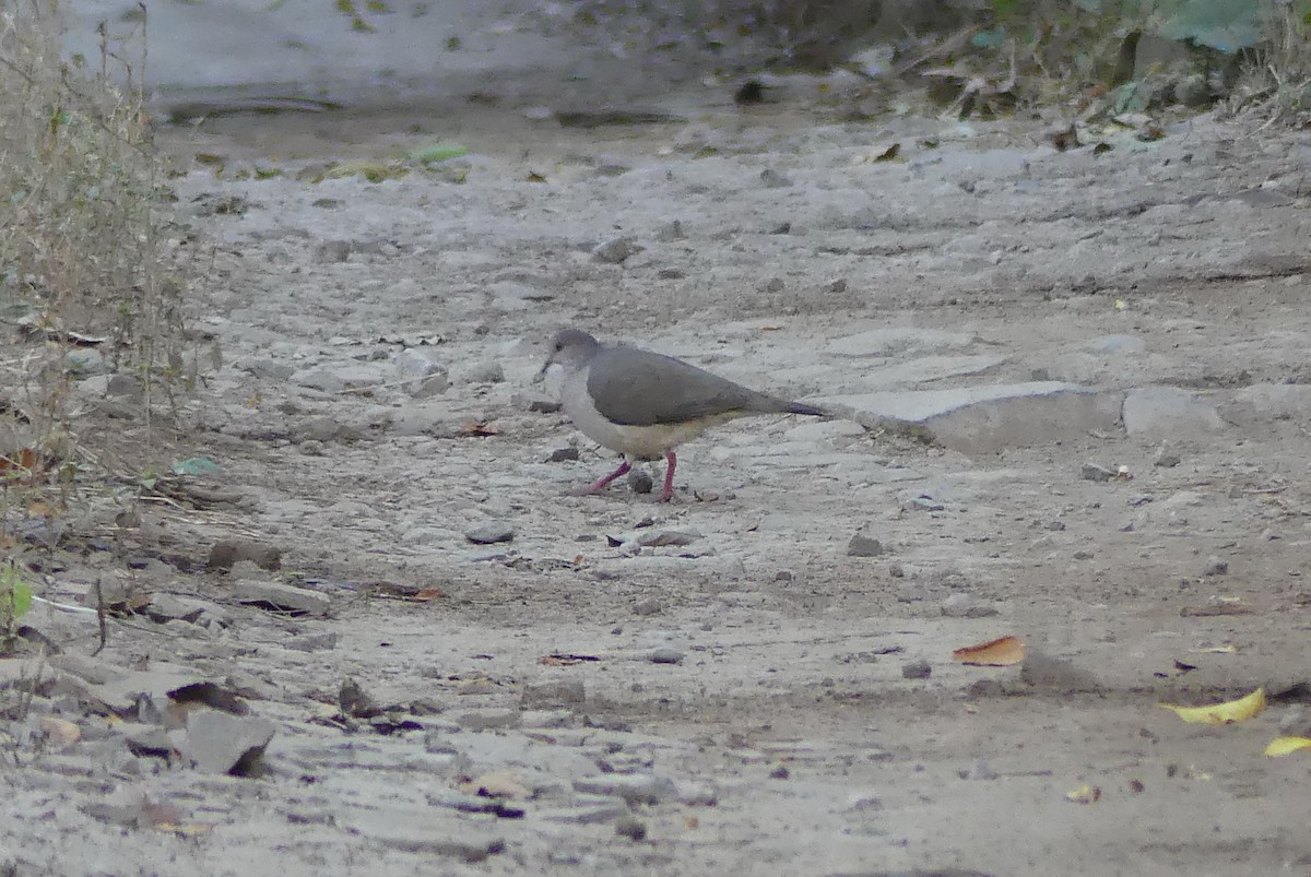 White-tipped Dove - Blythe Brown