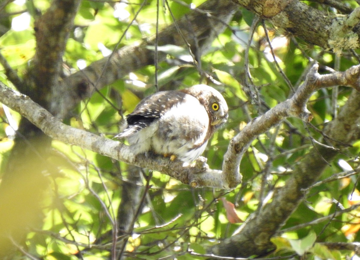 Northern Pygmy-Owl (Guatemalan) - ML151361071