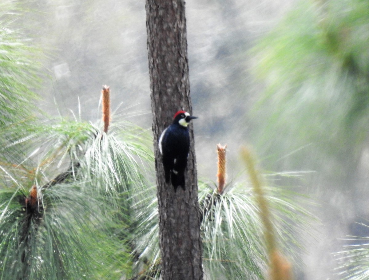 Acorn Woodpecker (Acorn) - ML151361111