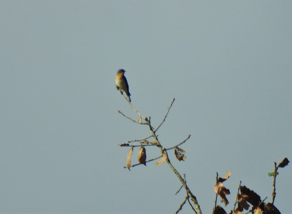 Eastern Bluebird (Mexican) - ML151361191