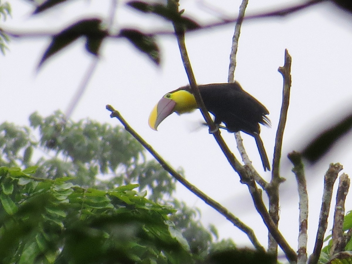 Yellow-throated Toucan (Chestnut-mandibled) - WS Barbour