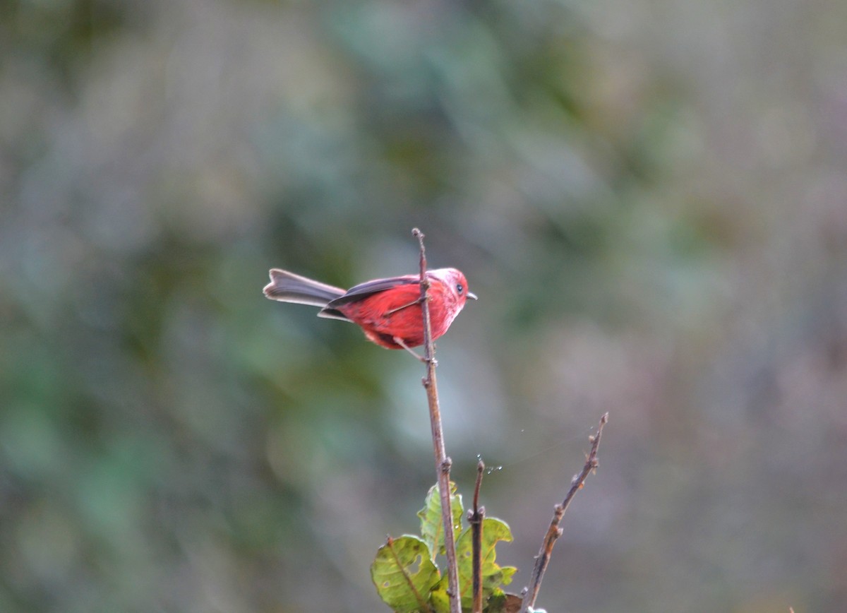 Pink-headed Warbler - ML151361441