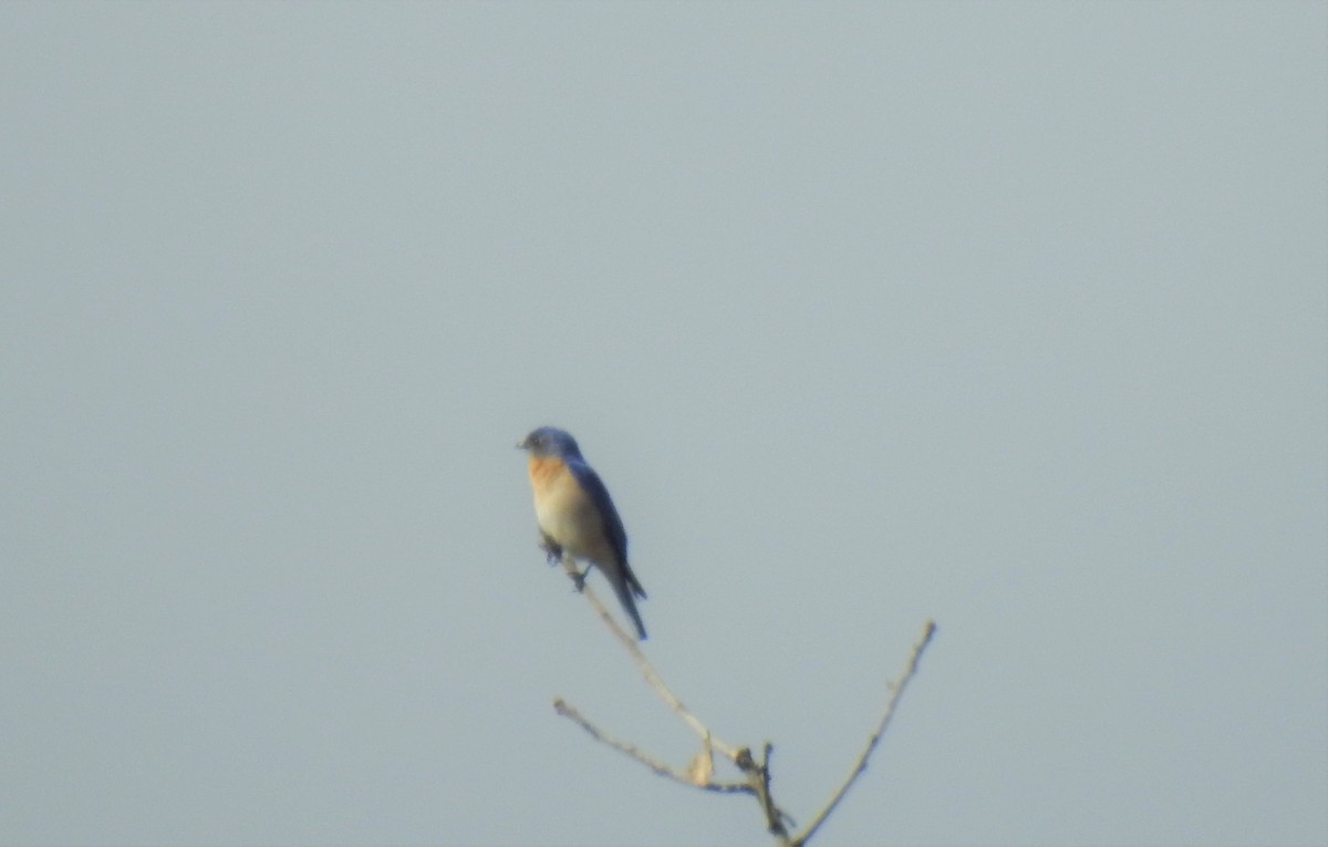 Eastern Bluebird (Mexican) - ML151361541
