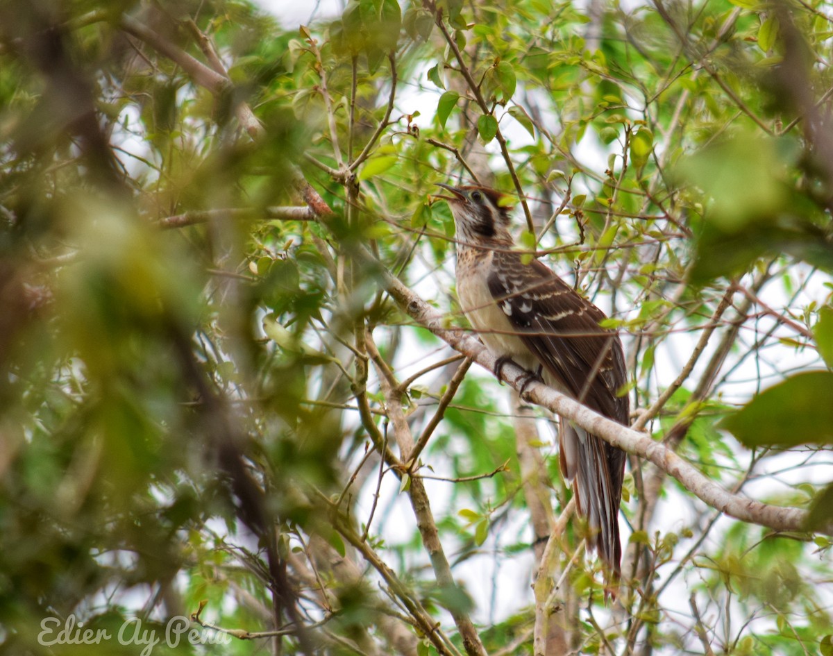 Pheasant Cuckoo - Eddy Ay peña & Birdwatching Tours