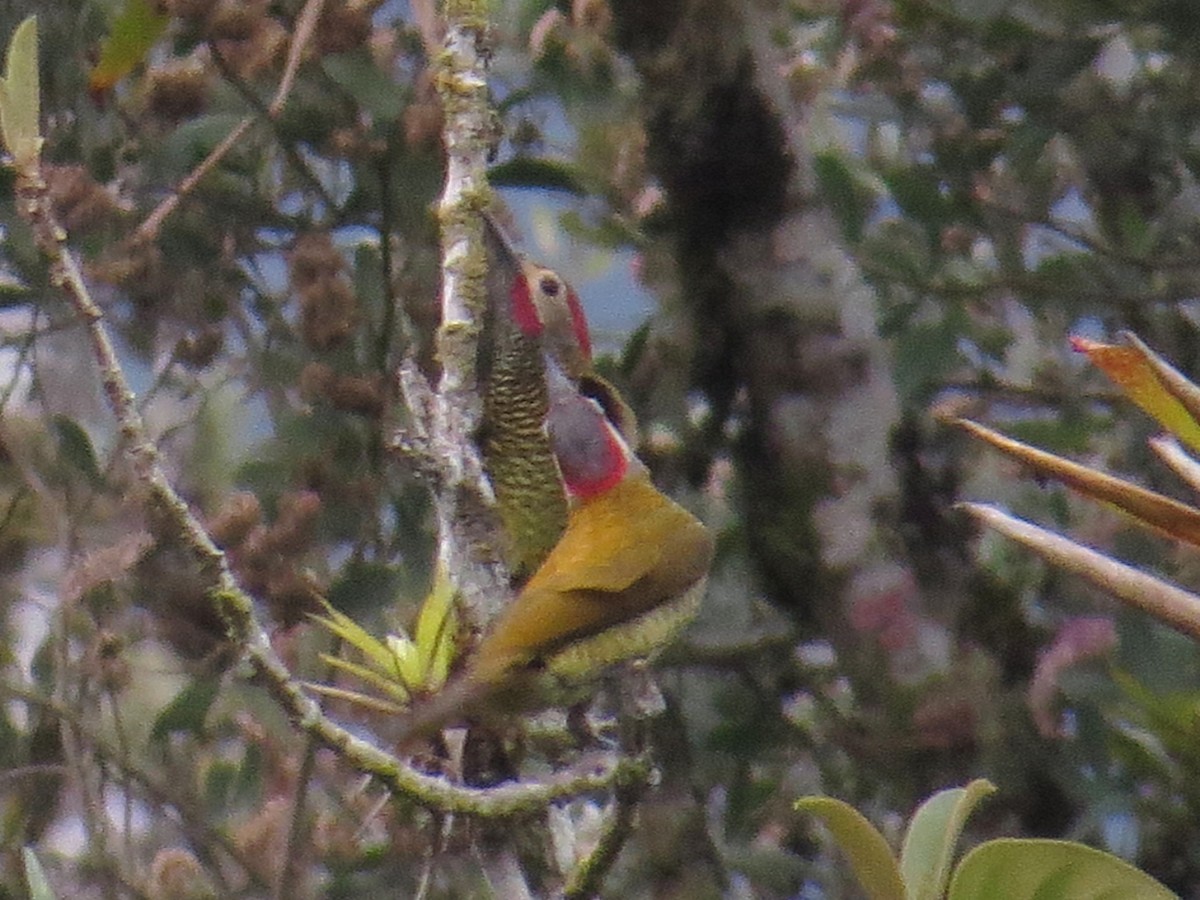 Golden-olive Woodpecker - WS Barbour