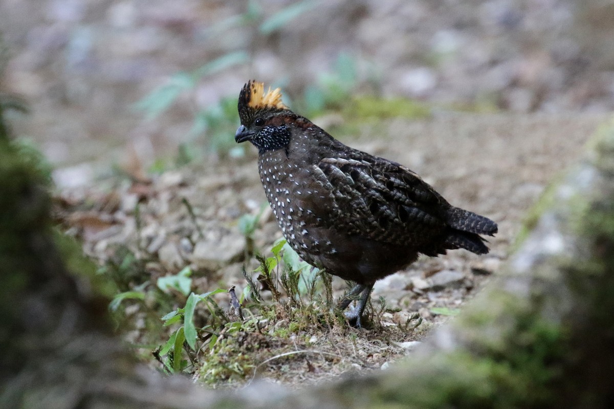 Spotted Wood-Quail - Cameron Eckert