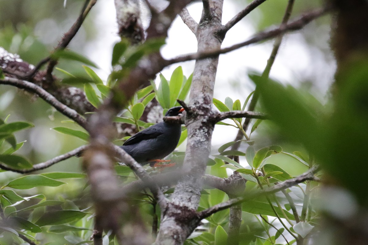 Black-faced Solitaire - ML151366691