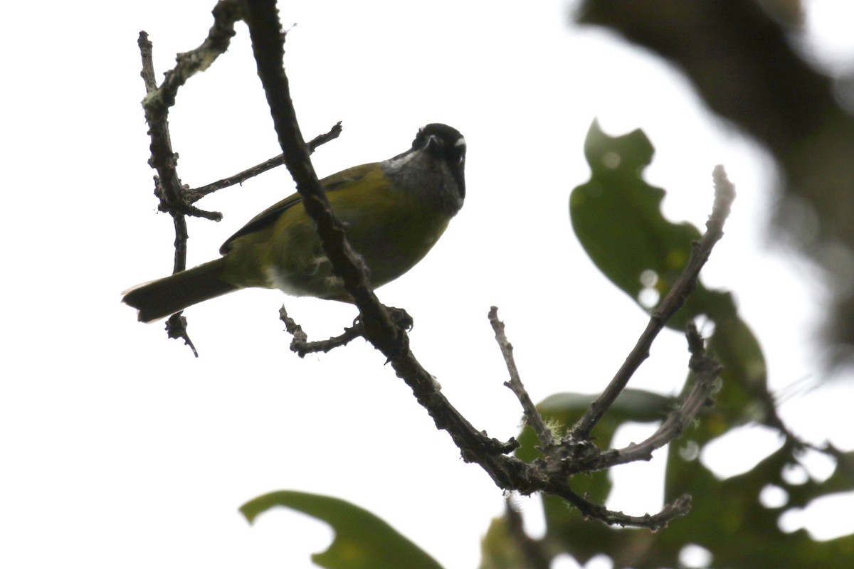 Sooty-capped Chlorospingus - Cameron Eckert