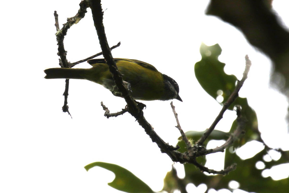 Sooty-capped Chlorospingus - ML151366961
