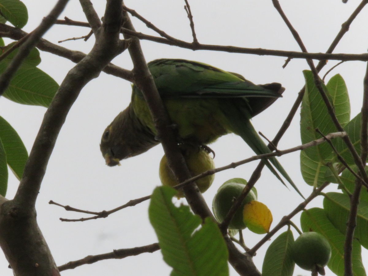 Brown-throated Parakeet - Alexander  Torres