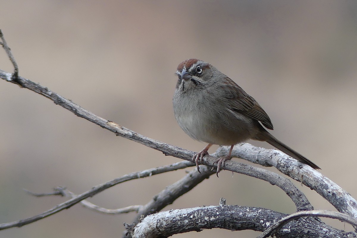 Rufous-crowned Sparrow - Blythe Brown