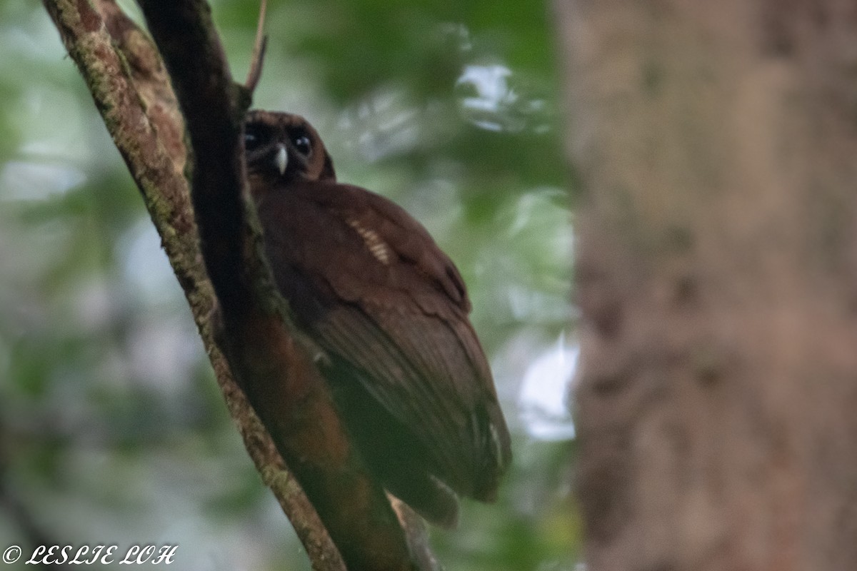 Brown Wood-Owl - ML151367811