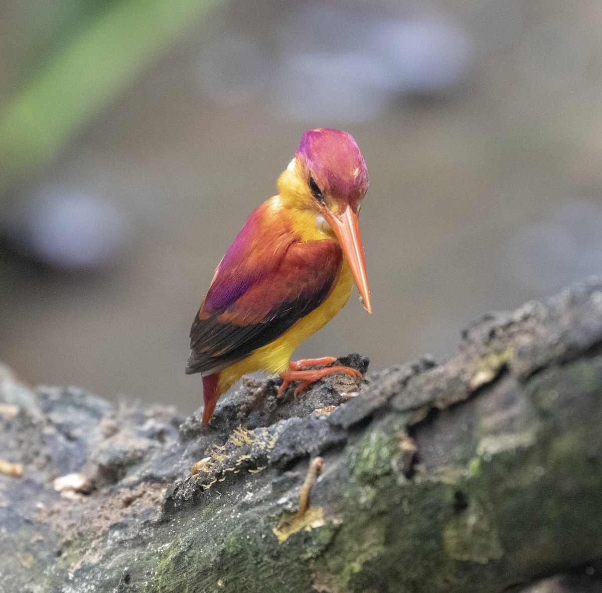 Rufous-backed Dwarf-Kingfisher - Marie Lister