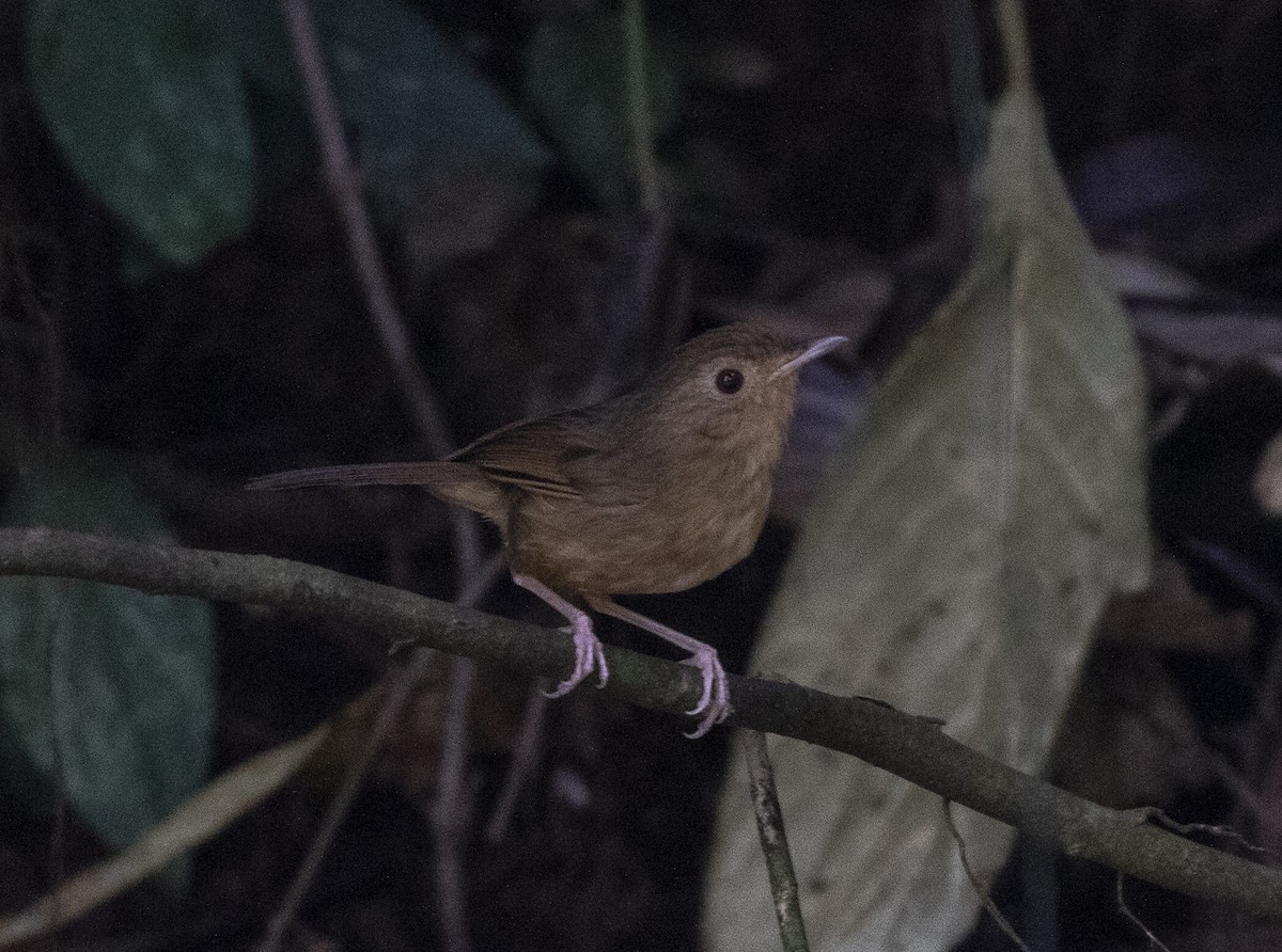 Buff-breasted Babbler - Marie Lister