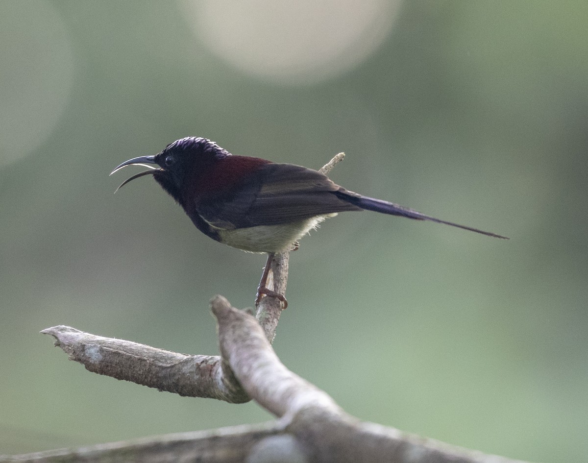 Black-throated Sunbird - Marie Lister