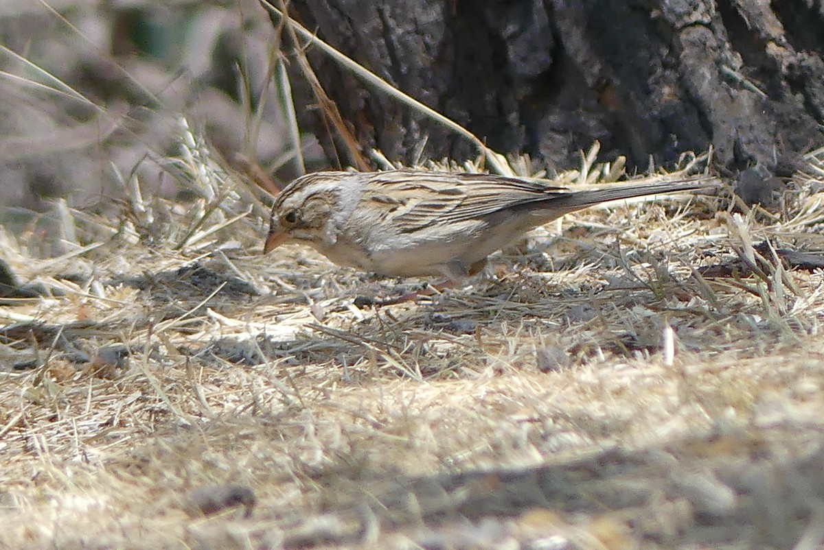 Clay-colored Sparrow - Blythe Brown