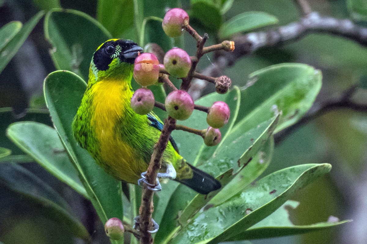 Green-and-gold Tanager - ML151369021