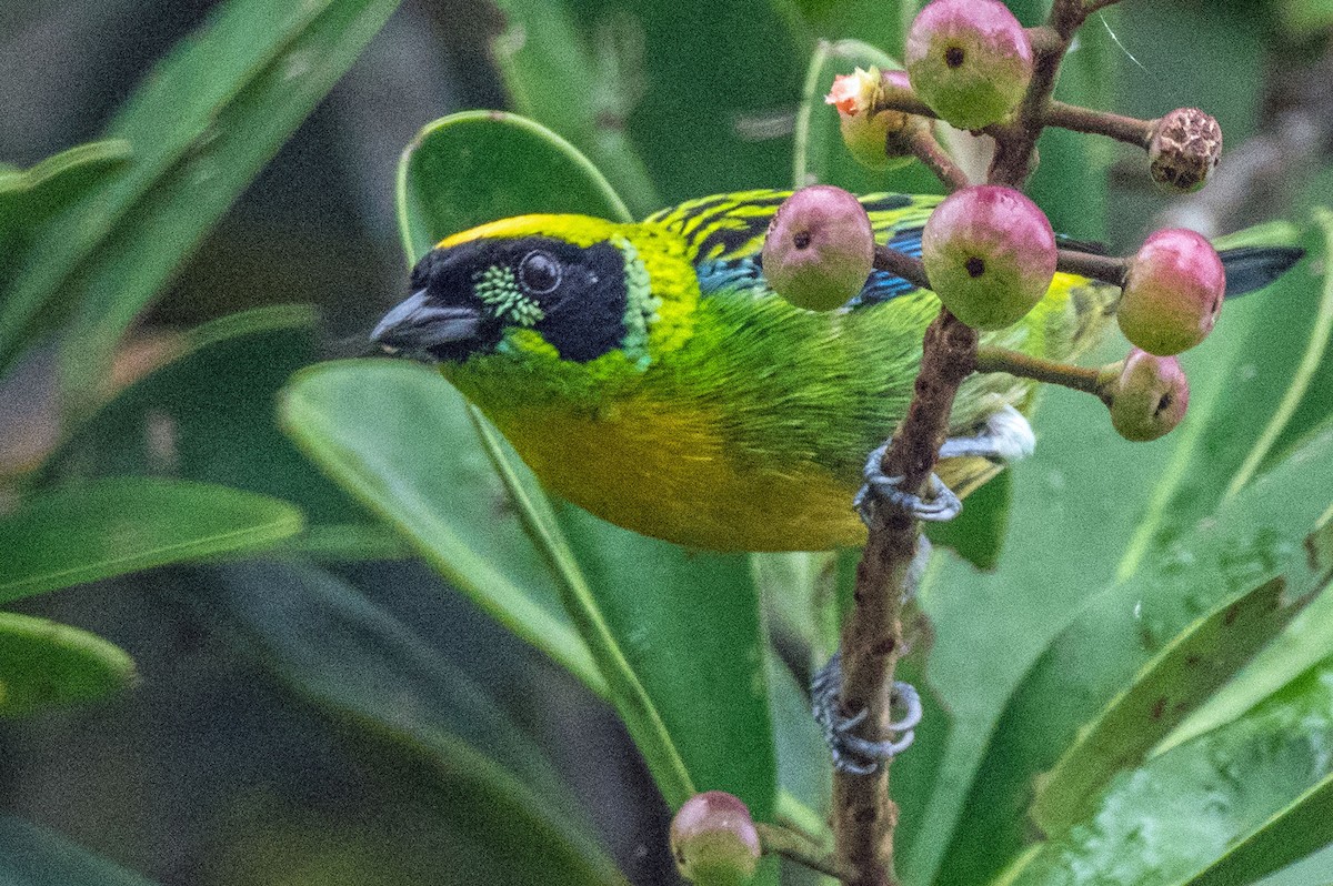 Green-and-gold Tanager - ML151369071