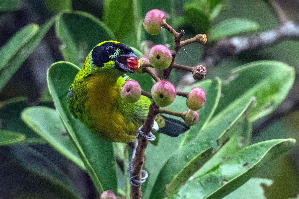 Green-and-gold Tanager - Phil Kahler