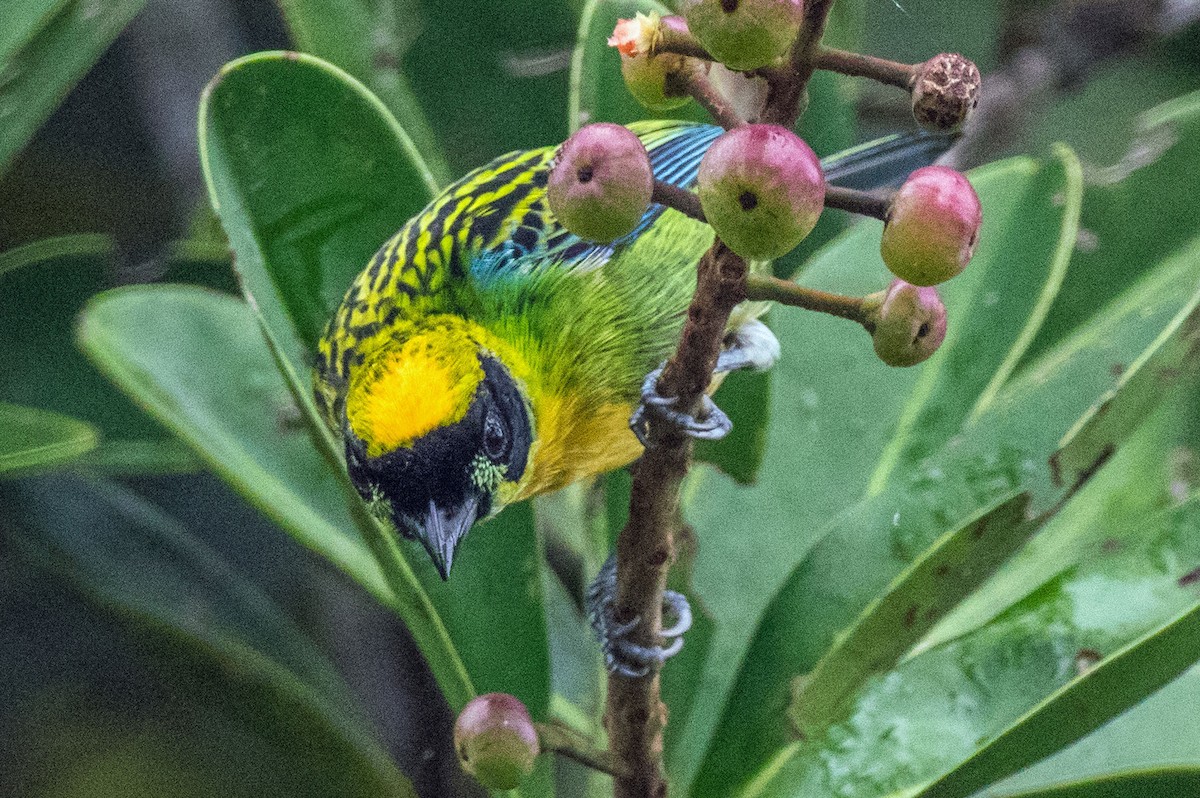 Green-and-gold Tanager - ML151369171