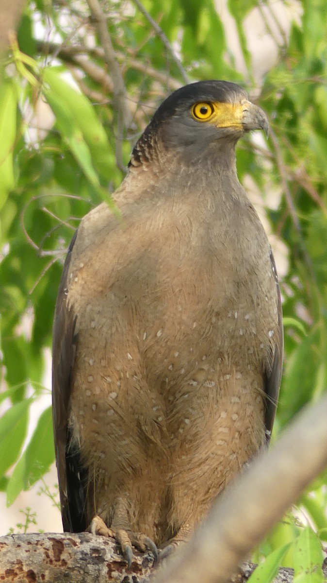 Crested Serpent-Eagle - Mukesh Dudwe