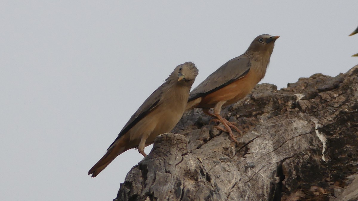 Chestnut-tailed Starling - ML151369571