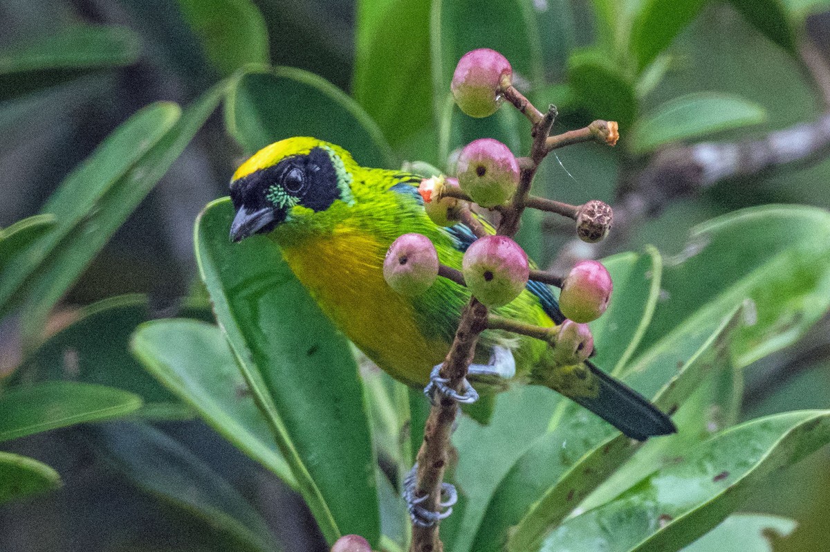 Green-and-gold Tanager - ML151369611