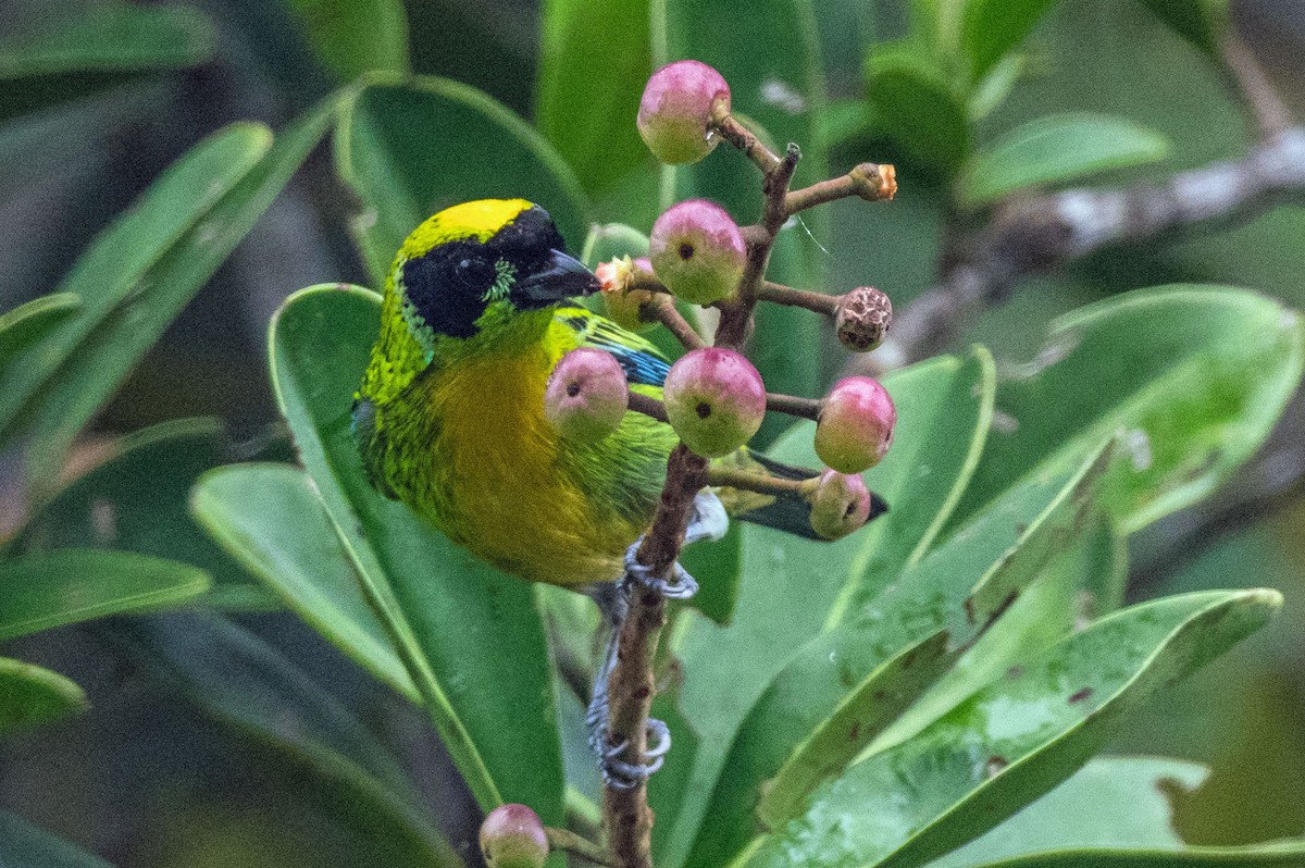Green-and-gold Tanager - ML151369621