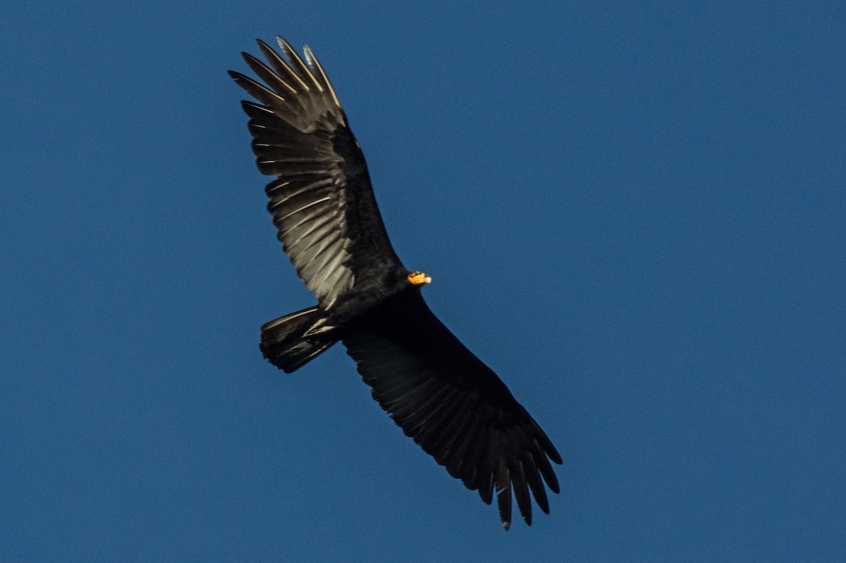 Greater Yellow-headed Vulture - ML151369821