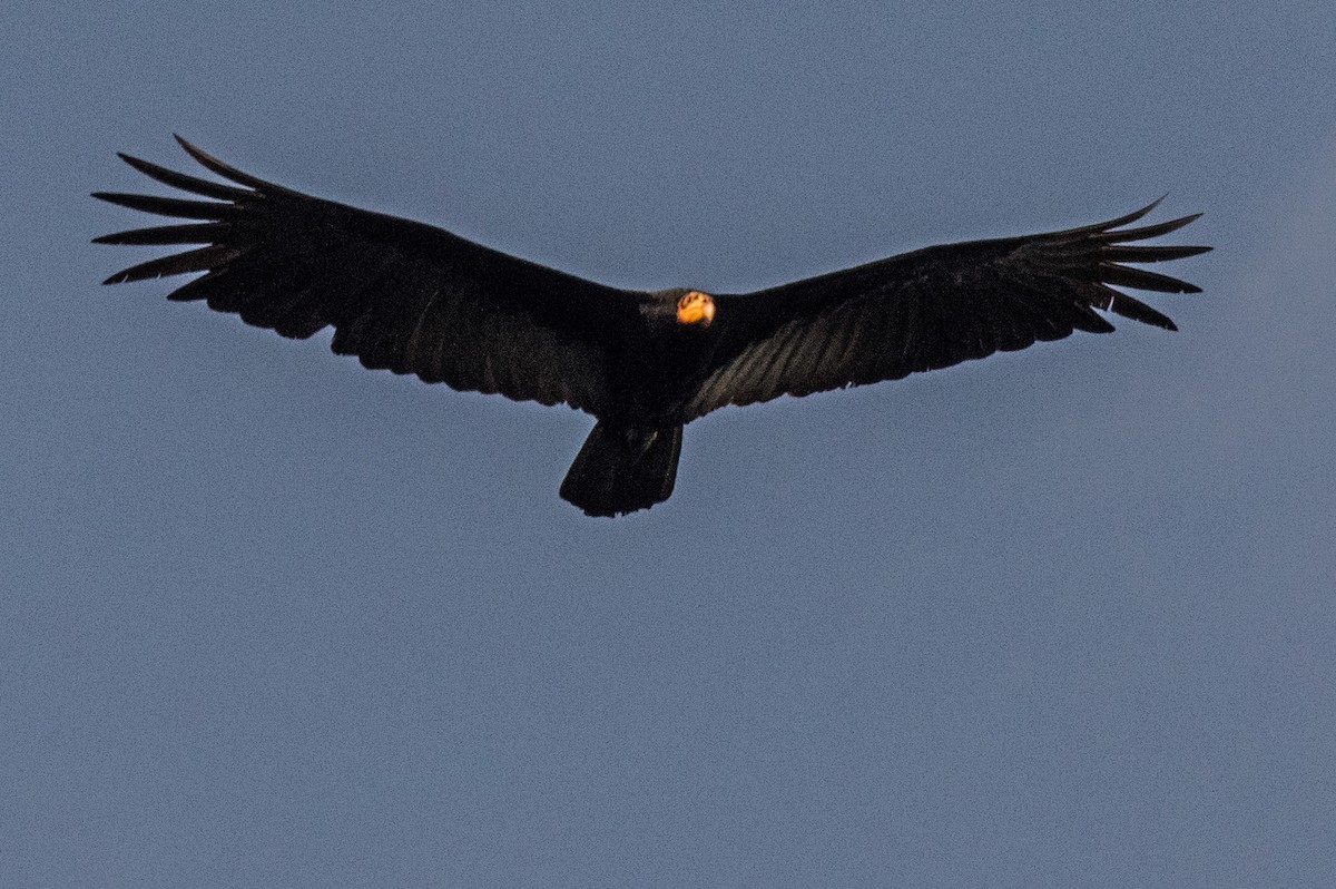 Greater Yellow-headed Vulture - Phil Kahler