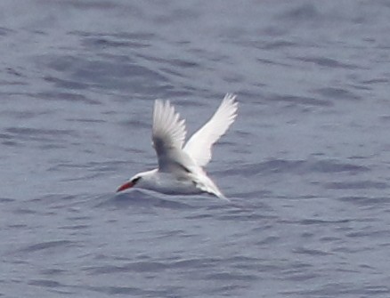 Red-tailed Tropicbird - ML151370251