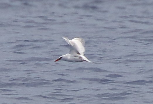 Red-tailed Tropicbird - ML151370261