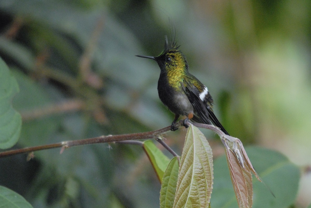 Wire-crested Thorntail - ML151371761