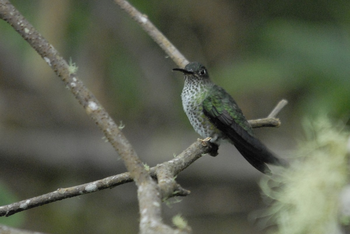 Many-spotted Hummingbird - Markus Craig
