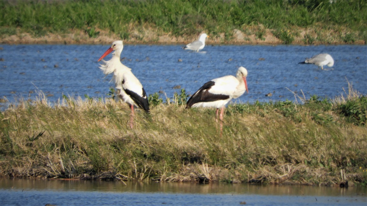 White Stork - ML151374111