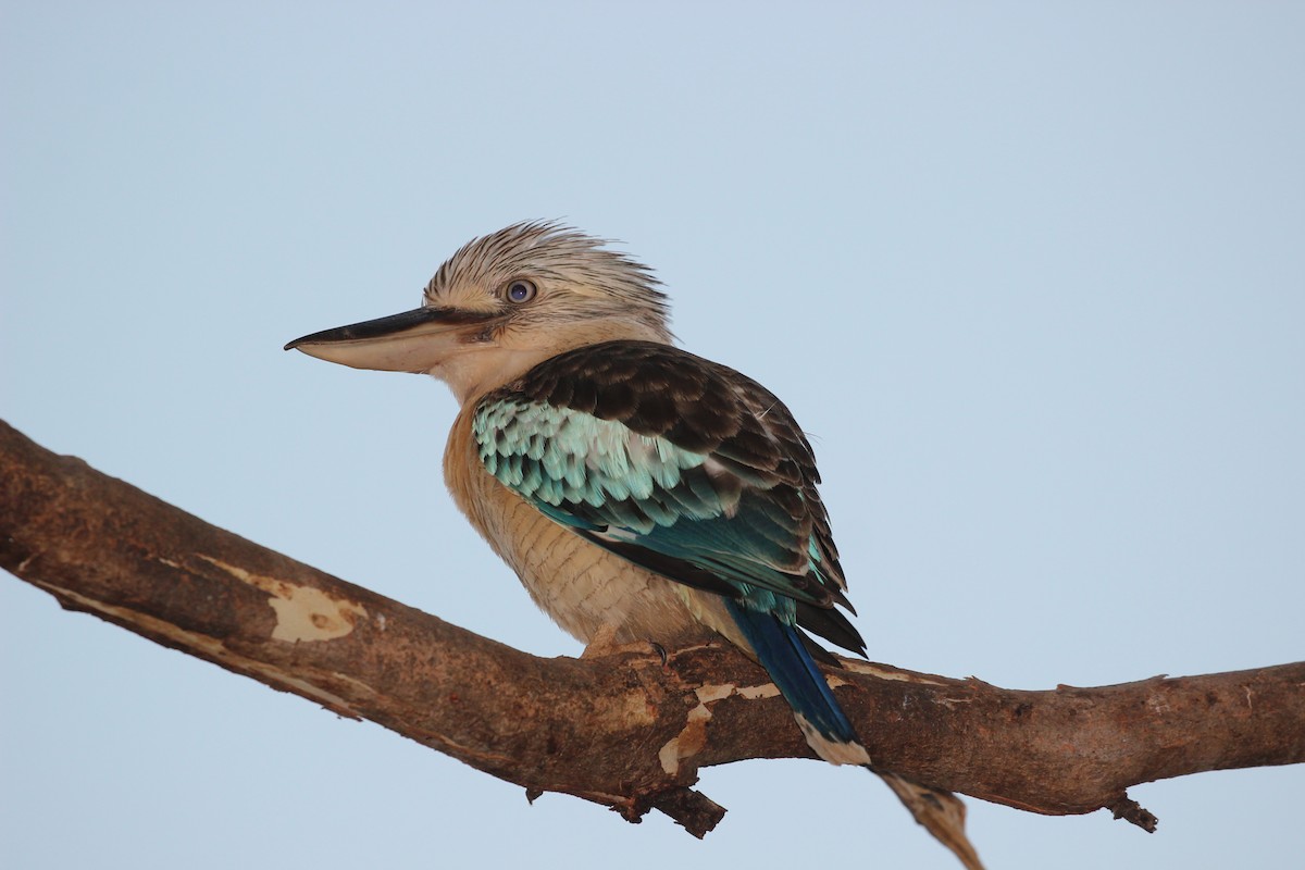 Blue-winged Kookaburra - Martin Allen