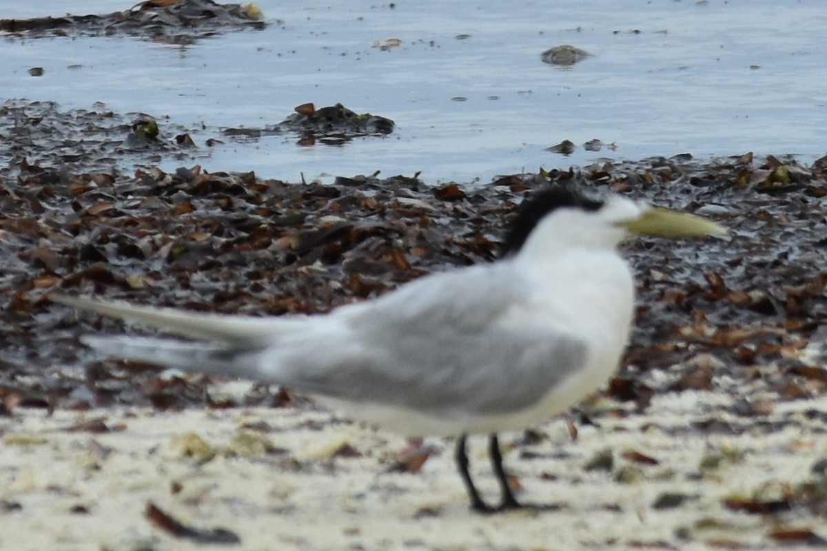 Great Crested Tern - ML151376901