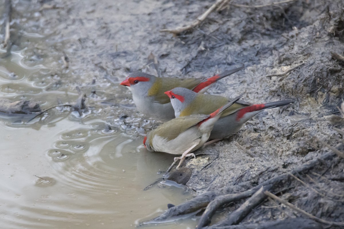 Red-browed Firetail - ML151376971