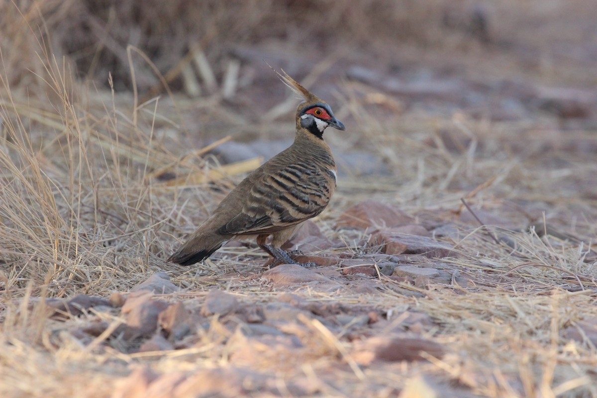 Spinifex Pigeon - ML151377571