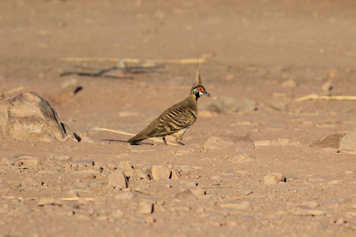 Spinifex Pigeon - ML151377581