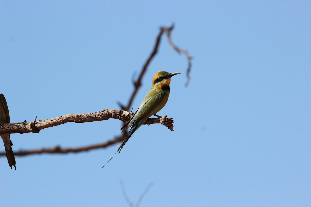 Rainbow Bee-eater - Martin Allen