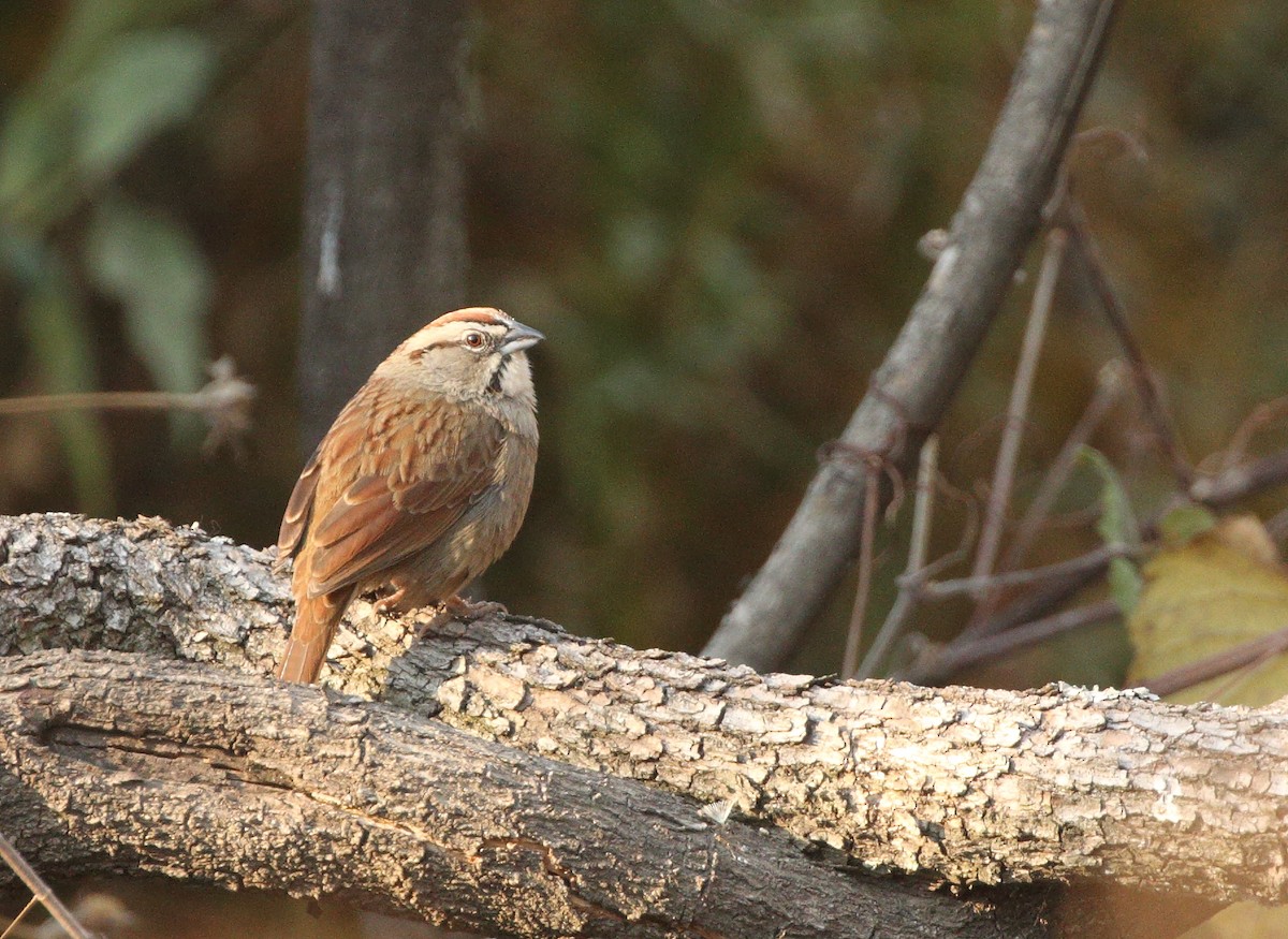 Rusty Sparrow - Anuar López