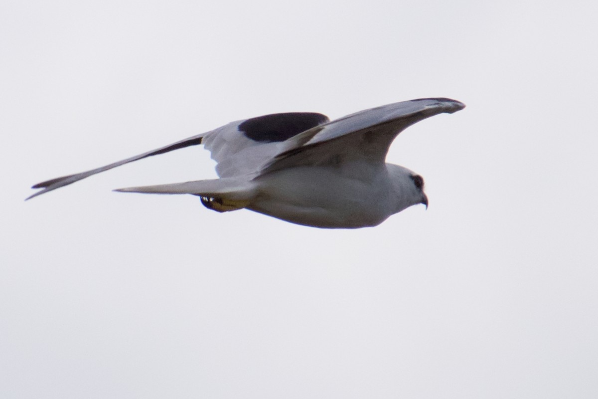 Black-shouldered Kite - ML151379751