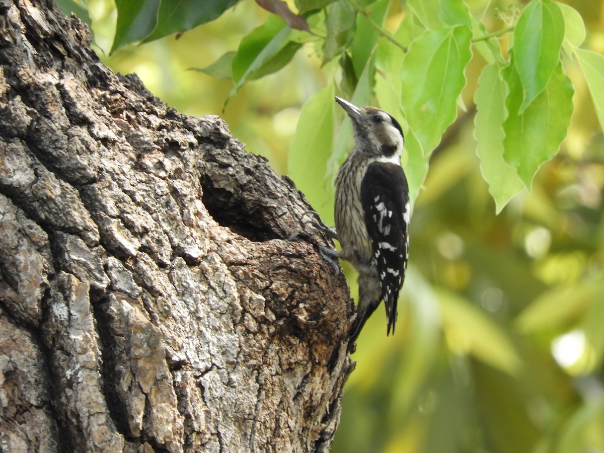 Gray-capped Pygmy Woodpecker - ML151381461