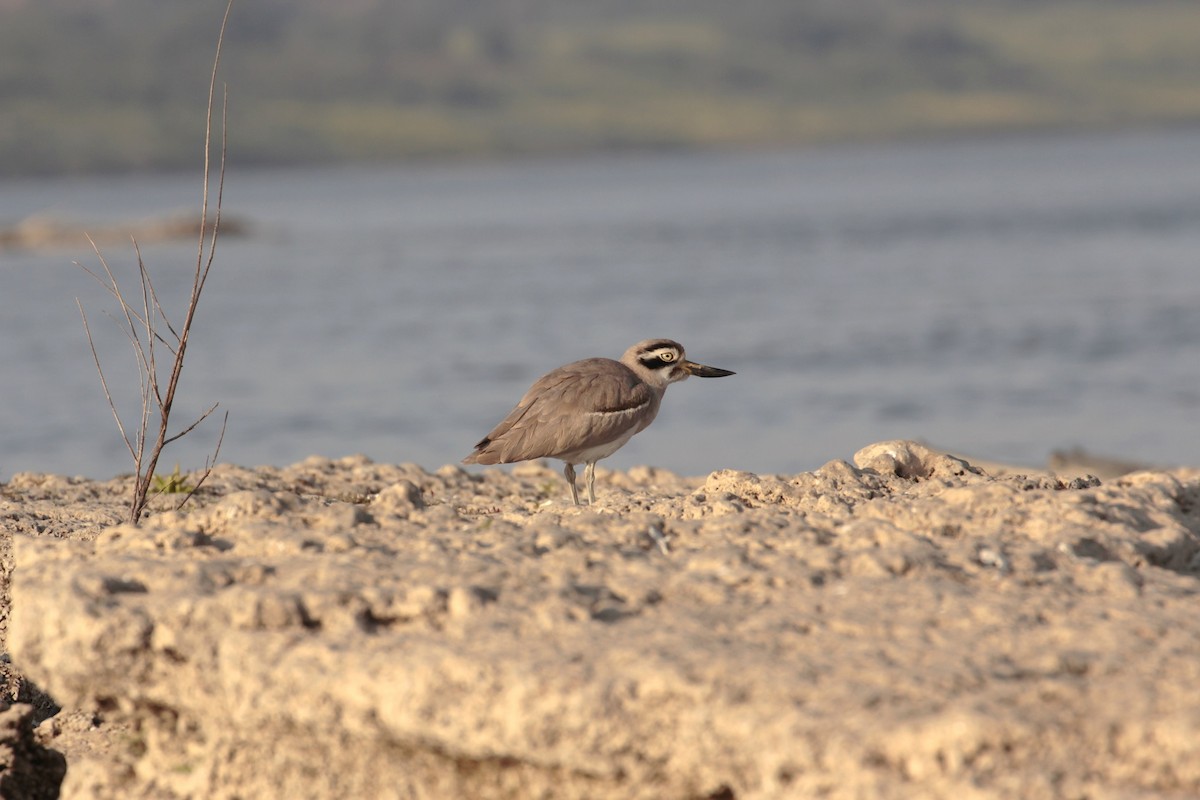 Great Thick-knee - ML151381511