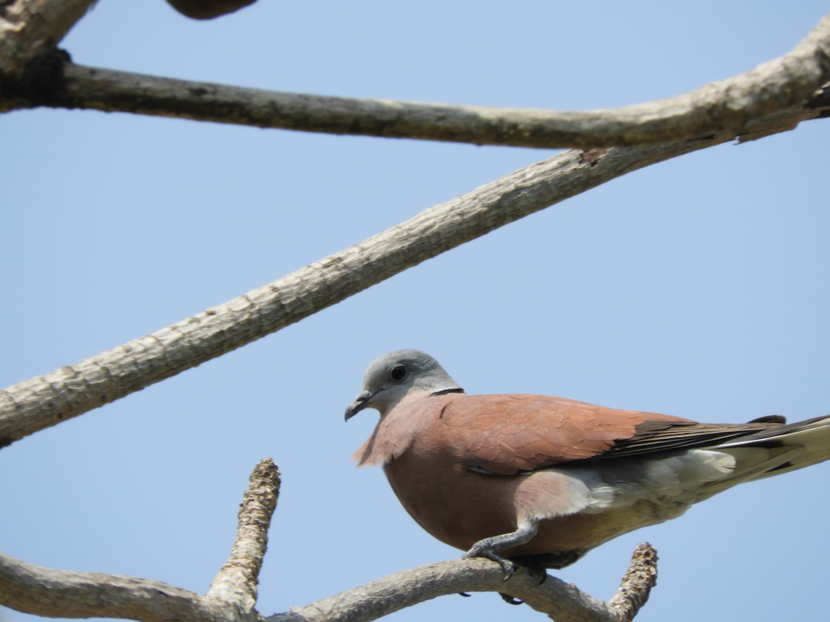 Red Collared-Dove - ML151381821