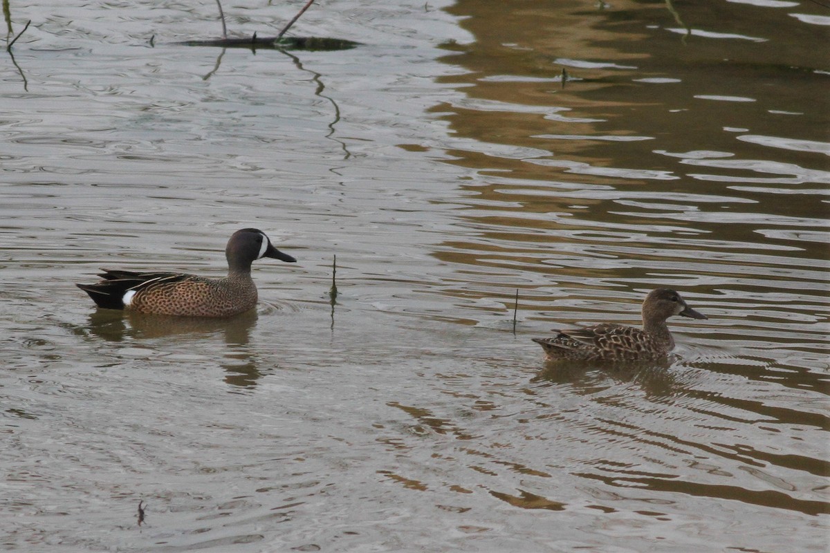 Blue-winged Teal - ML151382071