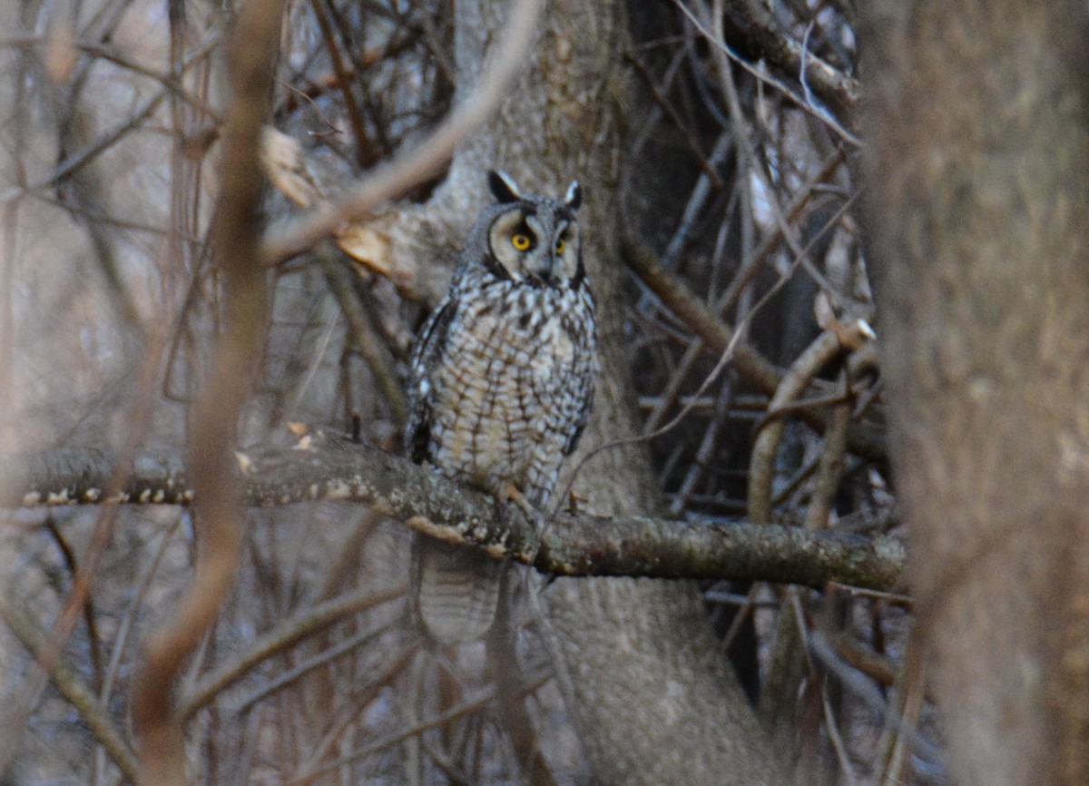 Long-eared Owl - John Baur