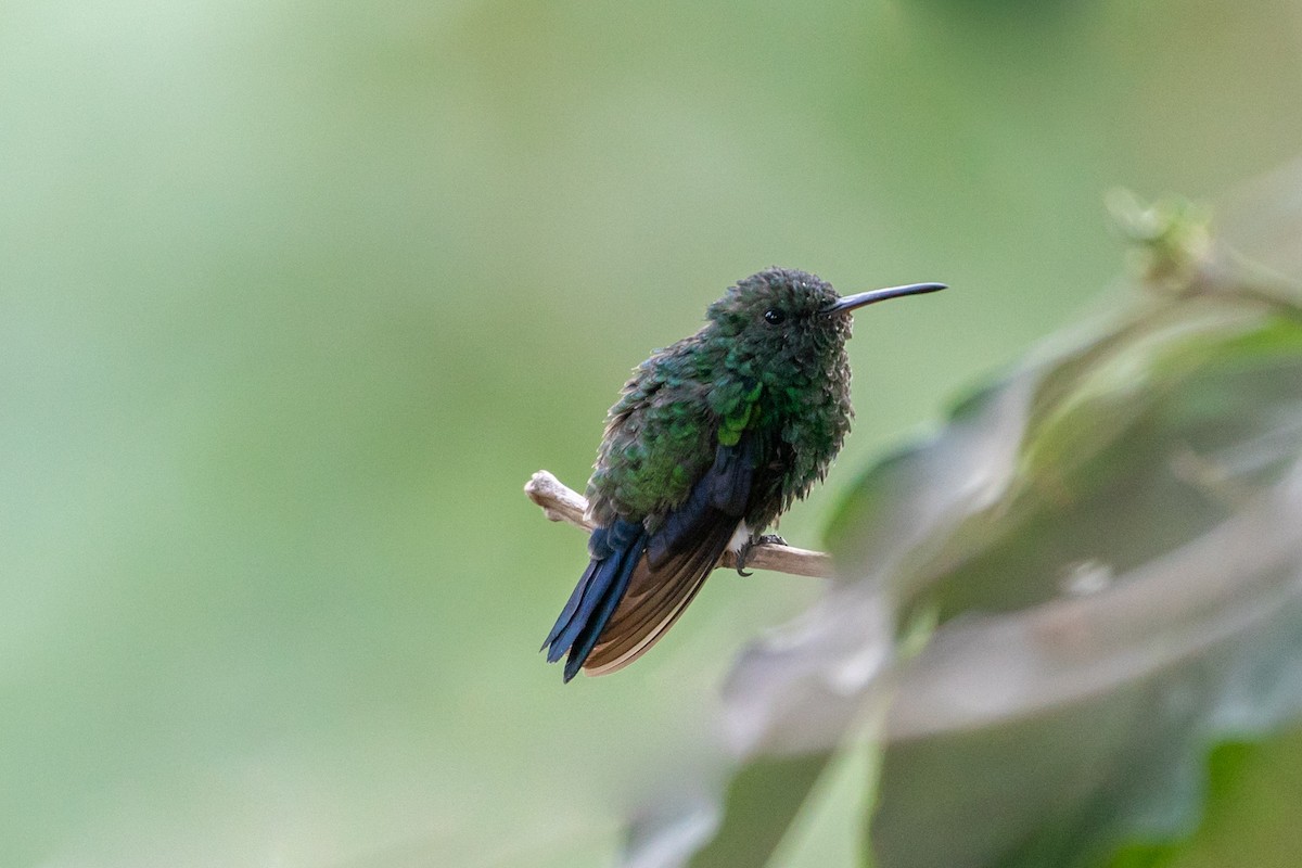 Steely-vented Hummingbird - Louis Bevier
