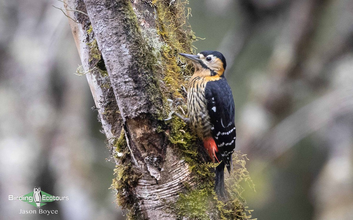 Darjeeling Woodpecker - Jason Boyce